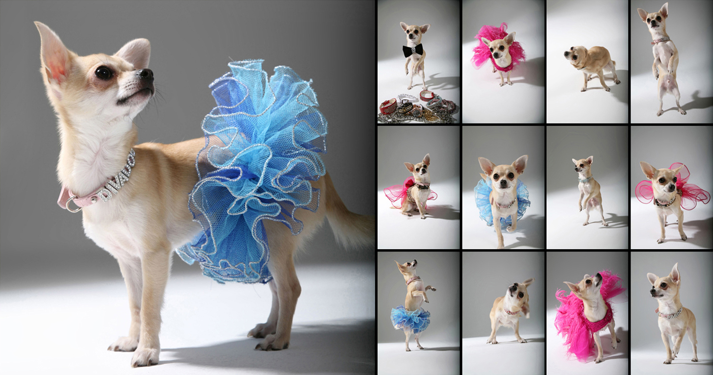 Chester wears 'Diva Dogs' s/s collection